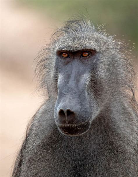The Incredible Eyesight Of Baboons Londolozi Blog Baboon The