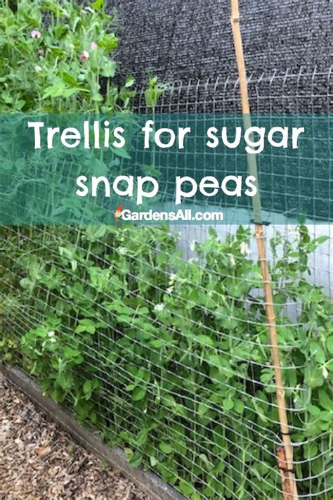 Trellis For Sugar Snap Peas Gardensall Pea Trellis Spring Garden