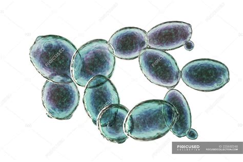 Digital Illustration Of Budding Saccharomyces Cerevisiae Yeast Cells