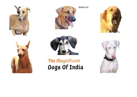 Top 20 Indian Dog Breeds Purchasing Price And Care Pethelpful Vlrengbr