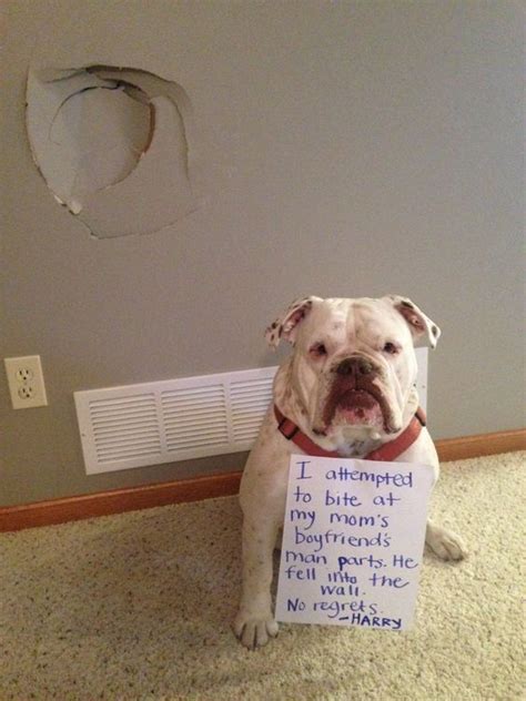 11 Pictures Of Guilty Dogs With Notes That Are Too Funny To Ignore