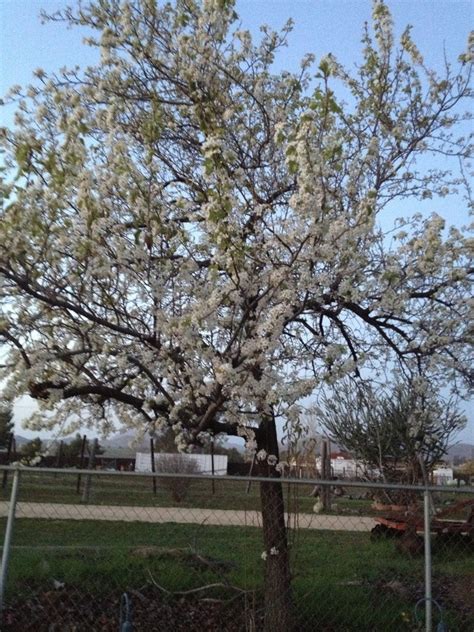 White Flowering Tree Flowers Forums