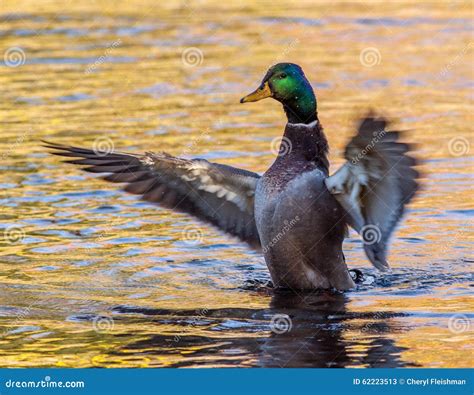 Male Mallard Duck On Golden Water With Wings Spread Stock Image Image