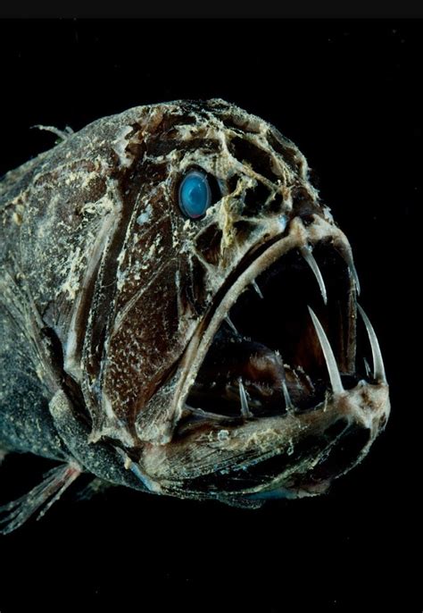 Deep Sea Creatures Weird Creatures Scary Ocean Sunless Sea Monster