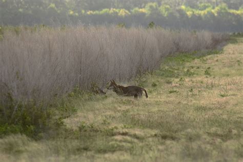 Wild Red Wolves At Alligator River National Wildlife Refuge In Nc