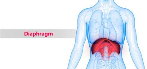 Types Of Diaphragmatic Hernias Facty Health