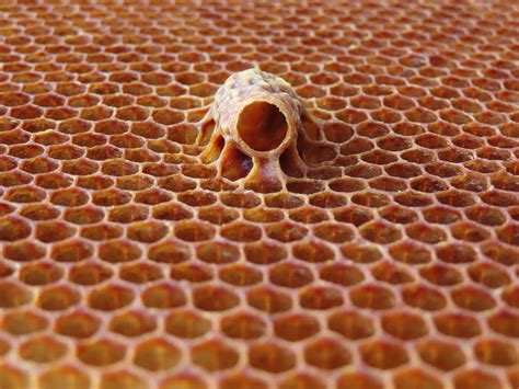 Königinnen-Zelle