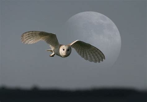 A lot of birds of prey including owls use open fields to hunt for prey. barn-owl and moon | Barn owl, Owl, Owl moon
