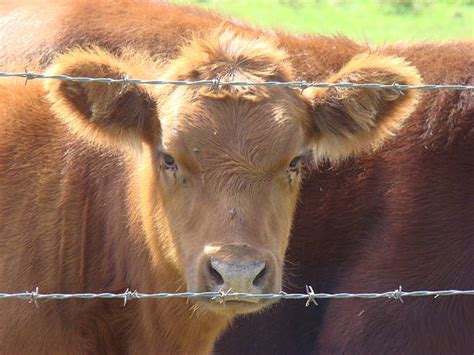 110 Stuck Cow Fence Trapped Stock Photos Pictures And Royalty Free