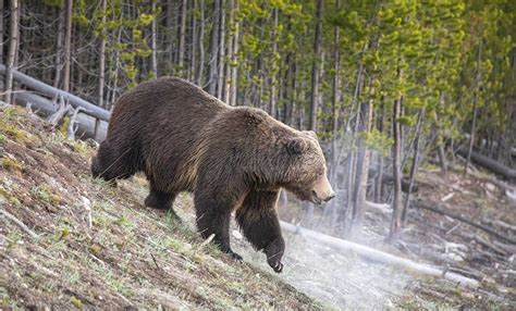 Ataque De Oso Grizzli En Parque Nacional De Yellowstone Deja Muerta A