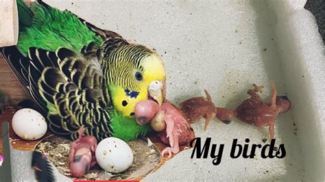 Midori The Budgie With Her Four Newborn Babies Youtube