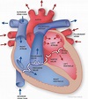 Sănătate cardiovasculară: Anatomía del corazón | Institutul Inimii din ...