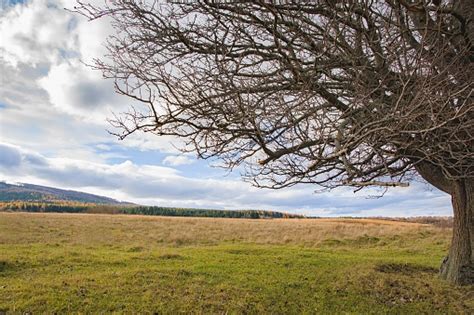 Lonely Leafless Tree Stock Photo Download Image Now Agricultural