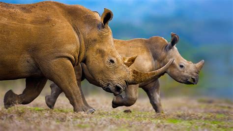 White Rhinoceros Wallpapers Wallpaper Cave