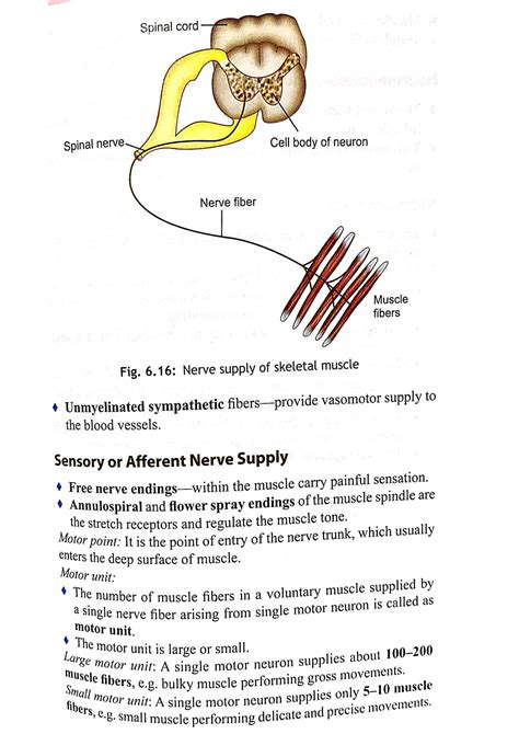 Solution Muscle Nerve Supply Of The Skeletal Muscle Studypool