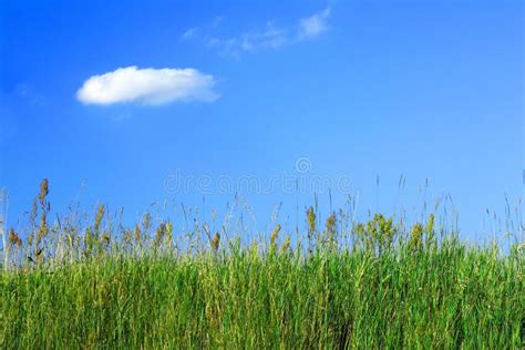 Meadow Grass Land With Tree Blue Sky Screen Saver Computer Stock