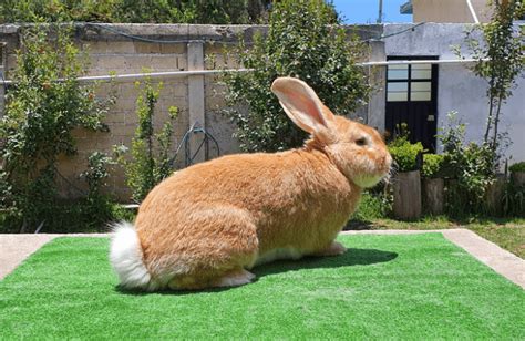 Conejo Gigante De Flandes Cuidados Alimentación Y Características