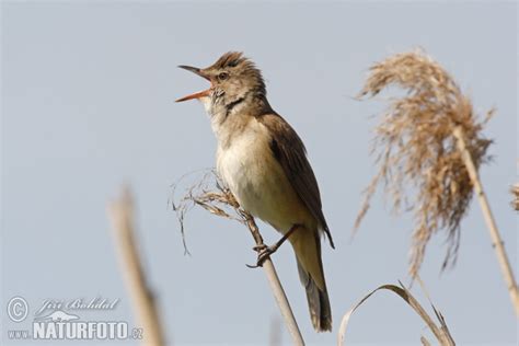 Acrocephalus Arundinaceus Pictures Great Reed Warbler Images Nature