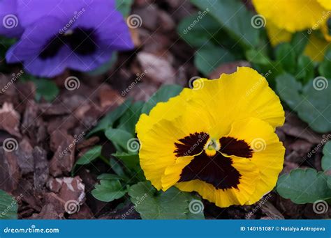 Pansy Flowers Bright Yellow Spring Summer Flowers Pansies In The Garden