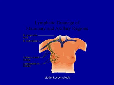 Ppt Lymphatic System And Immunity Chapter 16 Powerpoint Presentation