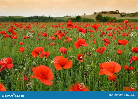 Red Poppies In A Wheat Field In Tuscany Near San Quirico D Orcia Siena