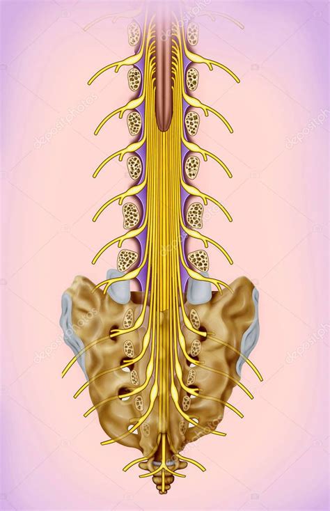 Ilustración De Rama Del Nervio Lumbar Y Sacro Los Nervios Espinales Se