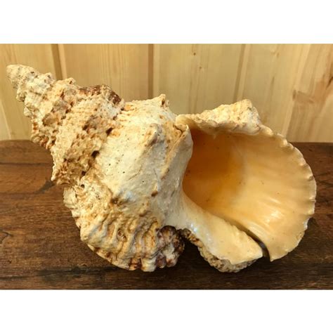 Natural Conch Shell With Unusual Shape And Colors Chairish