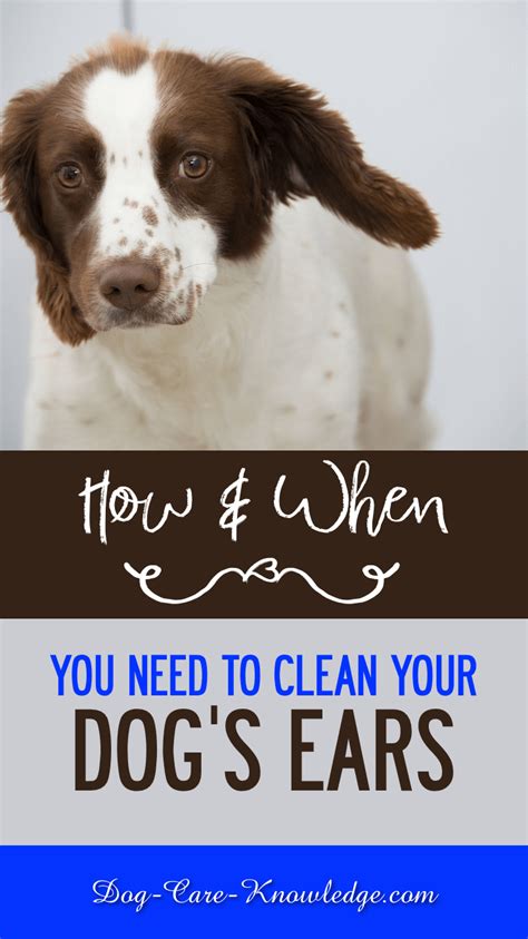How should i clean my ears without using an earbud? Cleaning Dogs Ears: How And When You Need To Do It