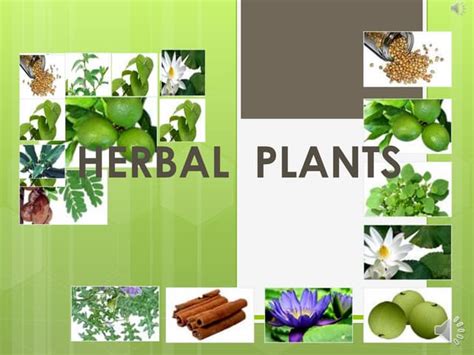 Medicinal Plants In India