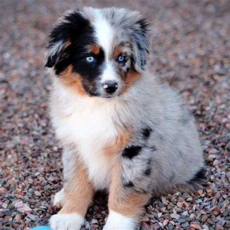 The miniature australian shepherd, abbreviated as mas and also referred to as a miniature american shepherd or mini aussie, is considered a small herding dog breed. Mini Australian shepherd puppies| Mini Aussies available ...