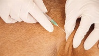 How To Give A Dog An Injection - A Brief Video Guide – Top Dog Tips
