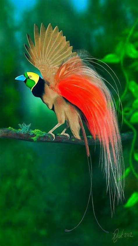 Colorful Birds Raggiania Bird Of Paradise Exotische Vogels