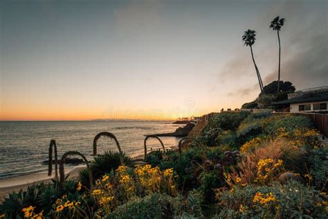 Flowers And The Pacific Ocean At Sunset At Heisler Park In Laguna