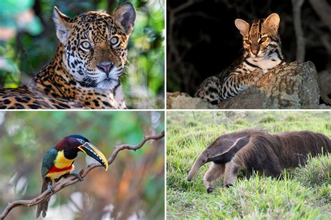 Best Things To Do In Brazil For Wildlife Enthusiasts The Wildlife Diaries