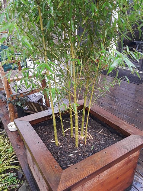 Containers And Planter Boxes For Bamboo Bamboo Sourcery Nursery And Gardens