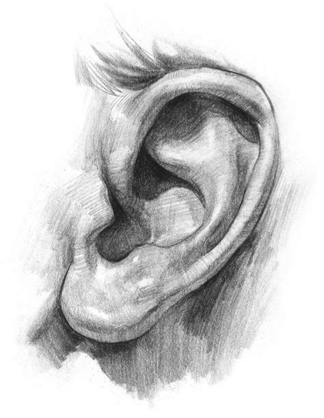 A Drawing Of An Ear With The Captionsalvat Da Stantro Kopek