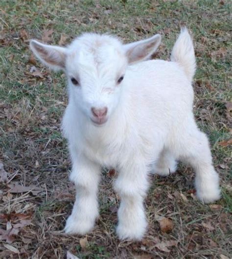 Adorable Baby Goat