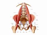 Core Muscles Psoas