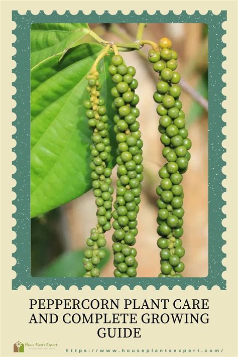 Peppercorn Plant Care And Complete Growing Guide In 2023 Black Pepper