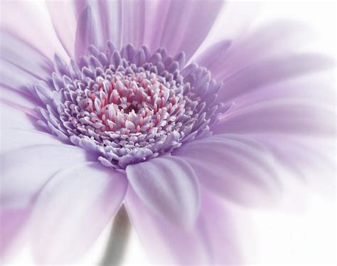 Close Up White Pink Flowers Macro Photography Art