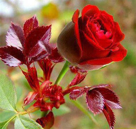 50 Most Beautiful Rose Flowers Wallpapers Wallpapersafari