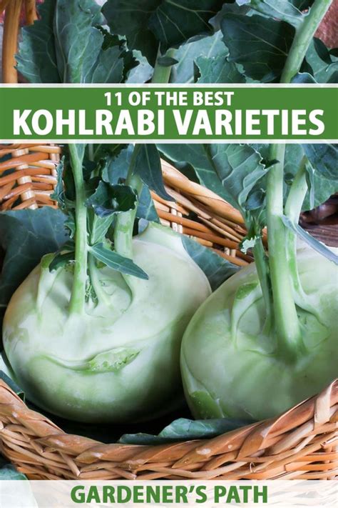 11 Of The Best Kohlrabi Varieties Gardeners Path