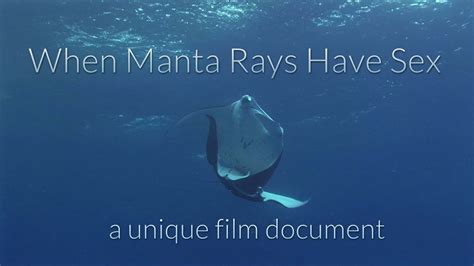 How Do Manta Rays Have Sex A Short Documentary With Unique Footage Of