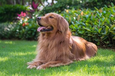 Red Golden Retriever The Complete Dog Breed Guide All Things Dogs