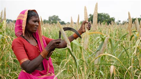 Millets Grains That Might Help Indian Farmers Fight Drought And Improve Diets Too The Salt