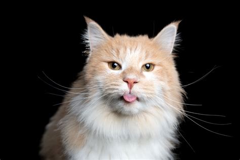 Cat Keeps Licking Lips And Sticking Tongue Out