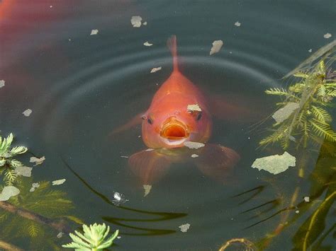 35 Best Goldfish Ponds Images On Pinterest Fish Tanks Goldfish Pond