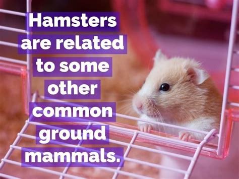 Hamsters Are Fascinating — And These Facts Prove It Always Pets