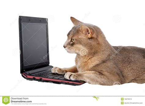 Cat In Front Of Laptop Stock Images Image 16579414