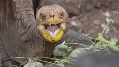 Diego The Tortoise Famous For Saving Species With His High Sex Drive